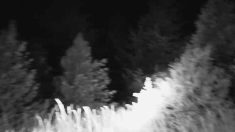 I think that thing's trying to lose us in the forest