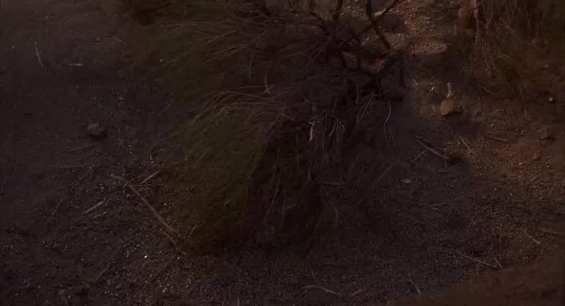 I thought you killed all those things