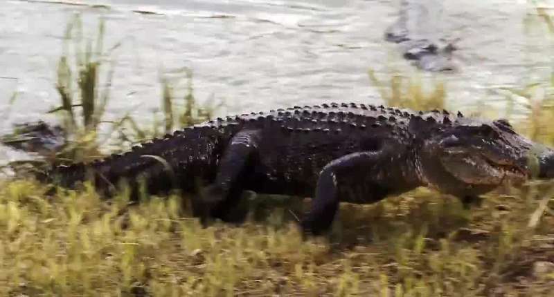 I thought you said there were no crocodiles Those are alligators