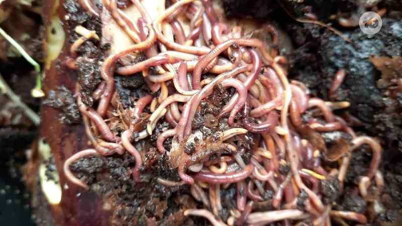 I thought it would be a funny prank on some worms in the ground