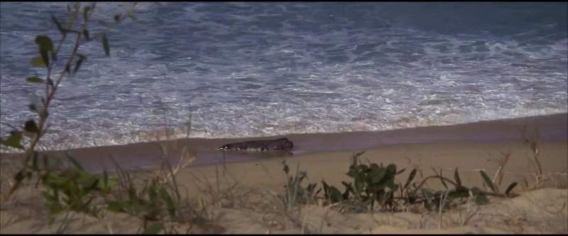 I told you it wasn't a shark