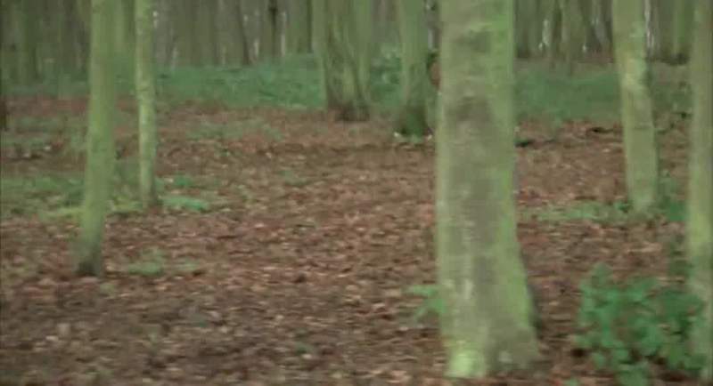 I was walking through the woods