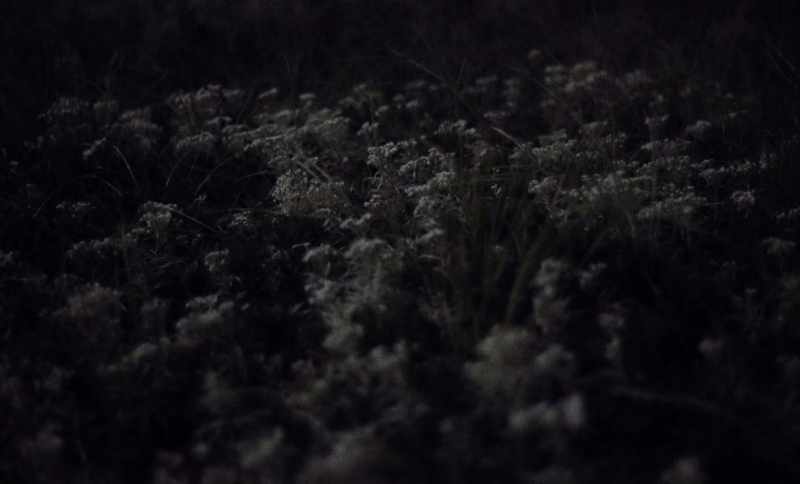 I was watching as the grass