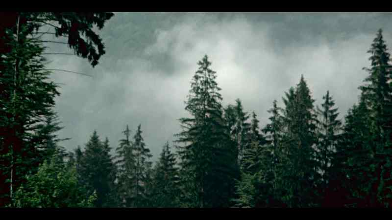 We walked along a forest path