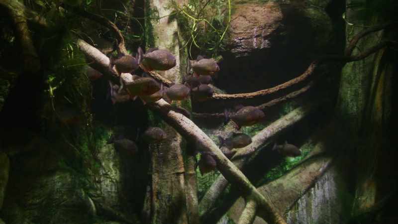 I wonder if these fish feel a longing to be somewhere else