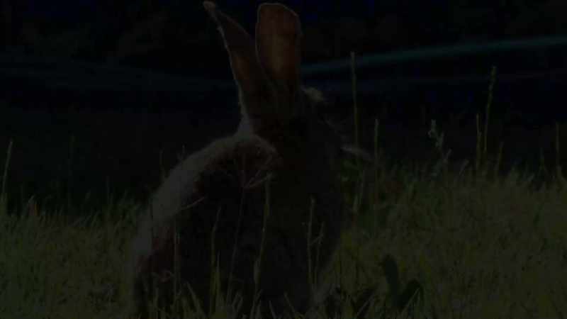 IAIN: Look at its little nose twitching