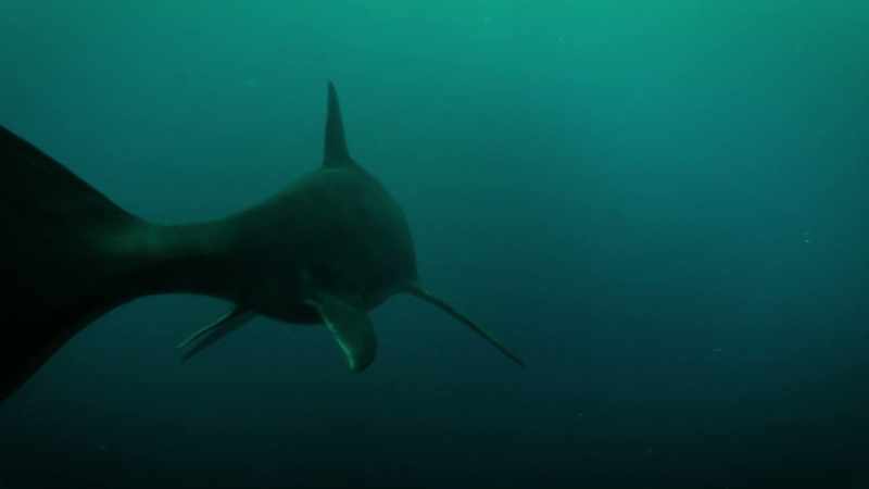 Ichthyosaurs, unlike dolphins, also had back paddles