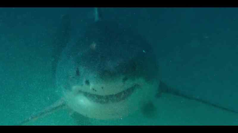 Ideal conditions for the great white shark