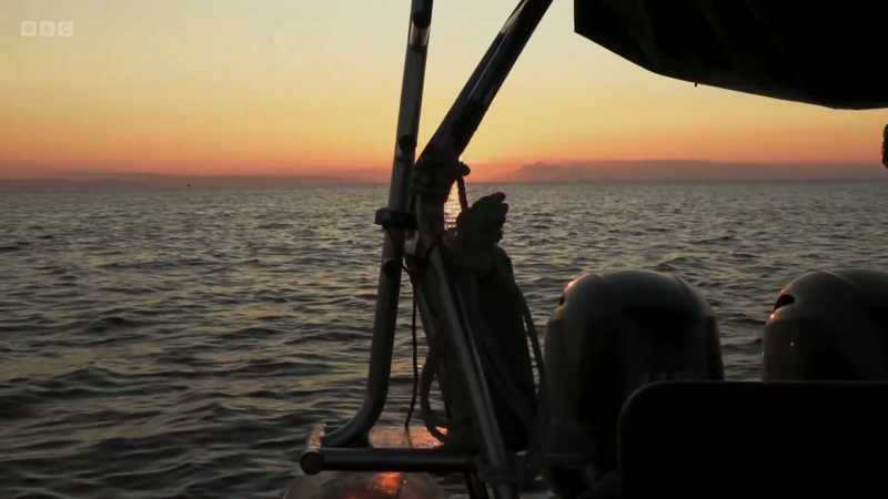 If a big patch of pilchards on the surface or mackerel comes together