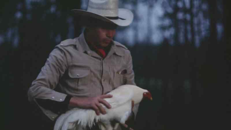 If a cock's legs