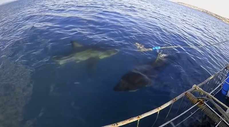 If a deadly duo of great whites is attacking as a team