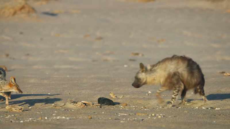 If a hyena loses her kill, she'll have nothing with which to feed her cubs