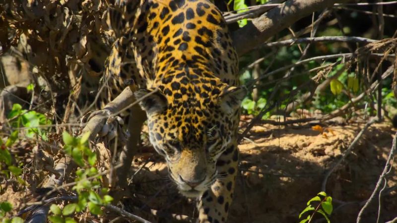 If a jaguar is to catch a caiman