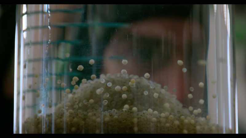 If Alberto's fish are surviving and growing
