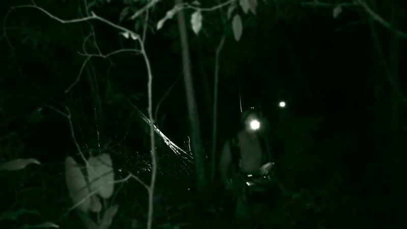 IF ANACONDAS ARE HAPPY TO HUNT AT NIGHT