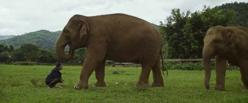 If we are to phase out elephant rides