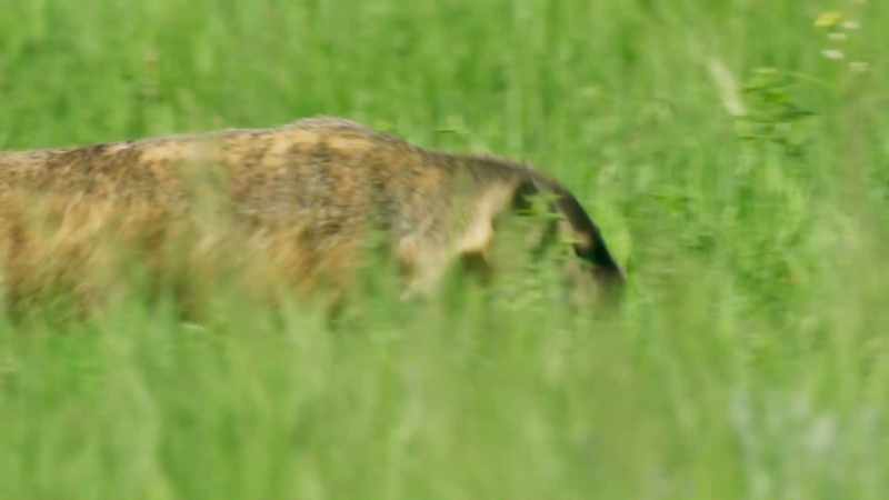 If he can find a place where the grass is higher than he is