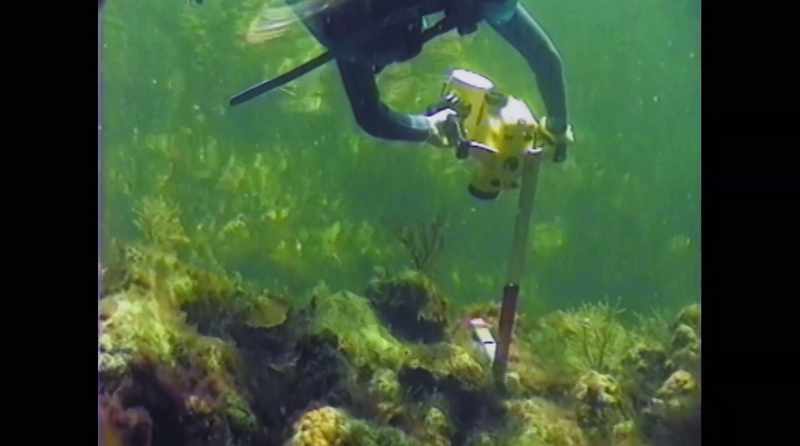 If we can transplant a coral reef