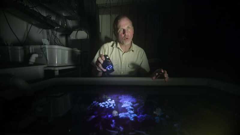If corals have been exposed only to mild stress