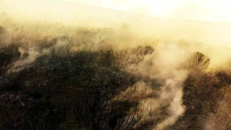 If you disturb the soil in a fynbos system
