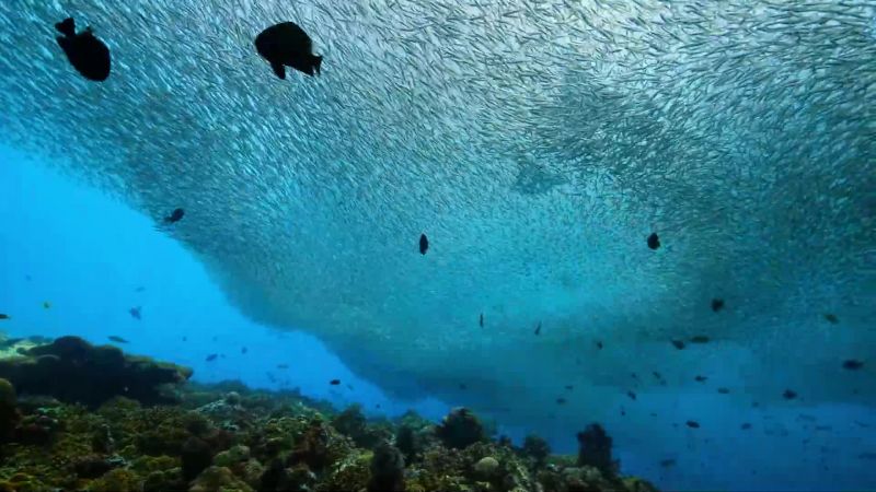 If we do that, our planet's fishing grounds would recover