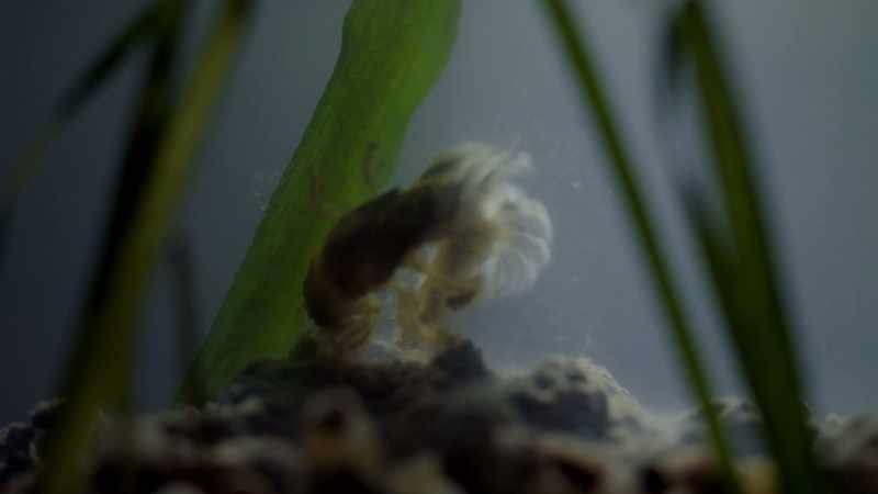 If they don't do this fast enough, they will be eaten by a fish