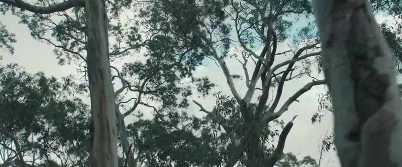 If we don't find something endangered soon, we could lose this whole forest