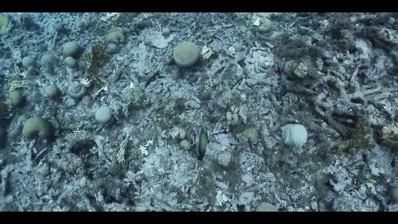 If we don't keep the oceans healthy