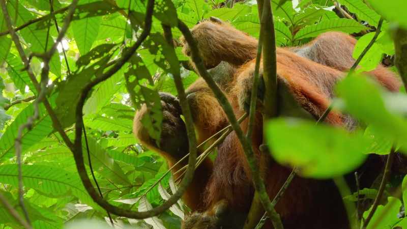 If this gourmet ape can eat enough