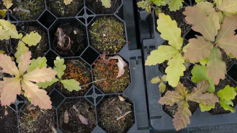 If we grow them properly, keep watering them