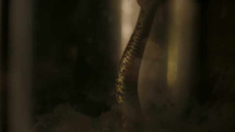 If she handled the serpents and wasn't bitten