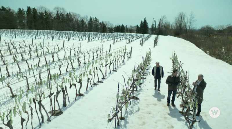 If that happens, I think these grapes are going to be