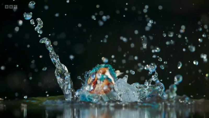 If they have chicks, a pair of kingfishers