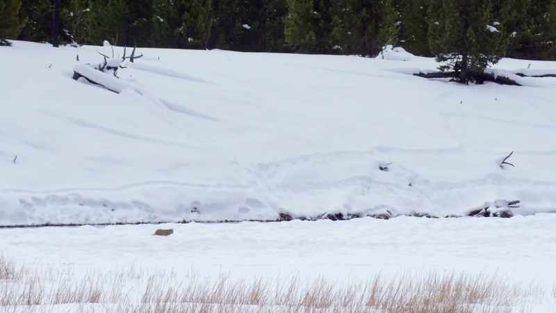If he's going to survive winter in yellowstone