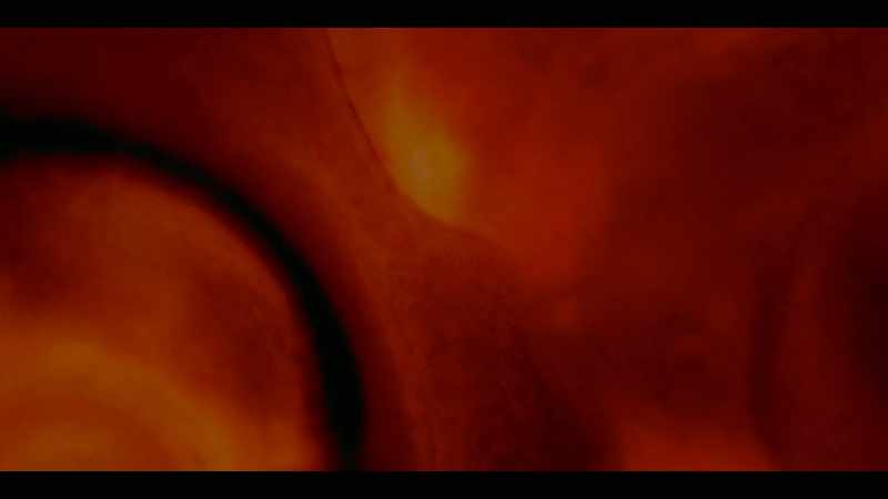 �� If I had a tail