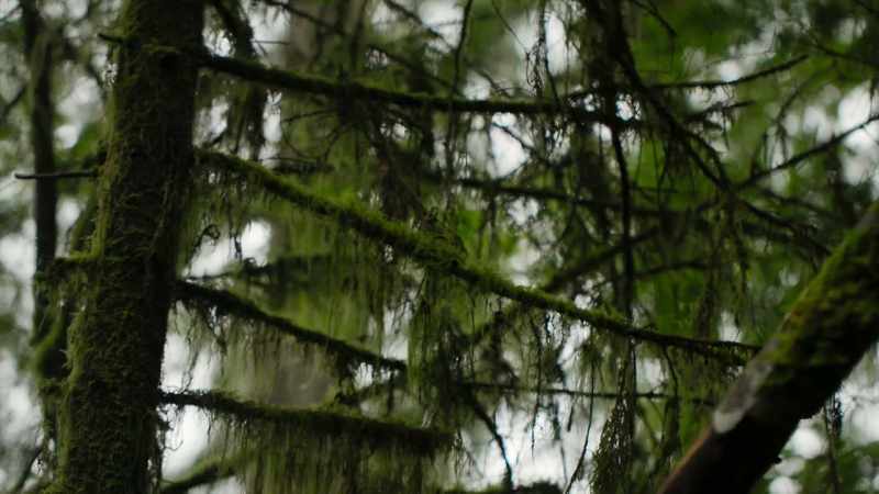 If I can find, I would forage as much as possible