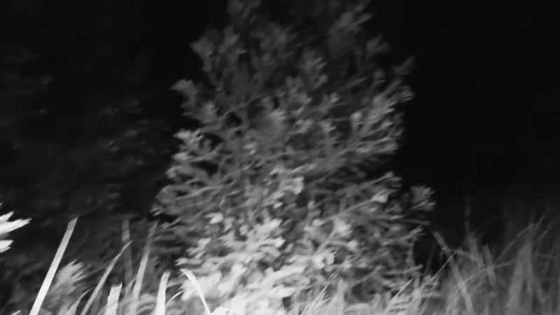 If I can see this thing in a clearing