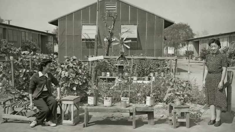 If you look at those little bonsai plants