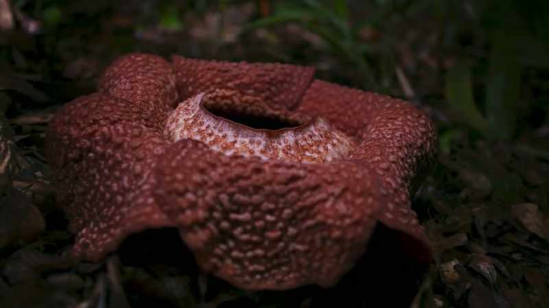 If this male rafflesia's strategy is to work