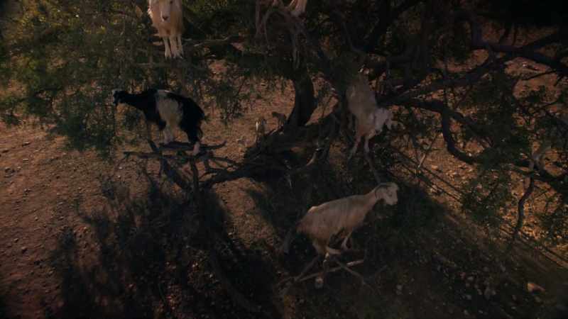 If another planet evolved creatures like goats or like us