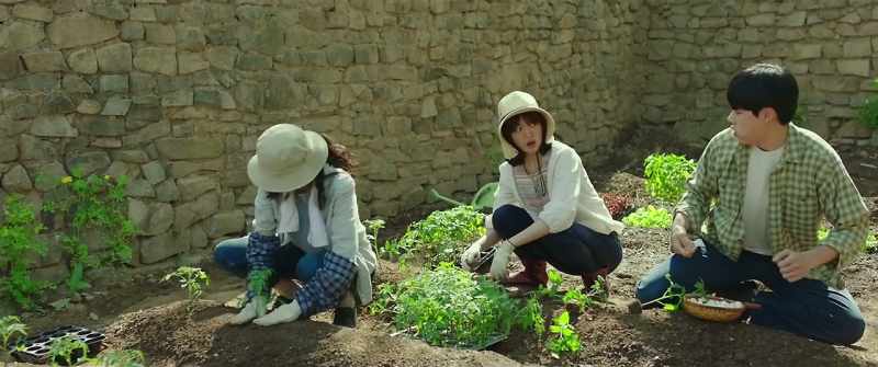If you plant 'em like this, they'll get tangled up!