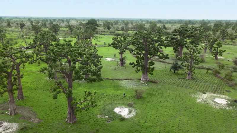 If we plant trees in the fields
