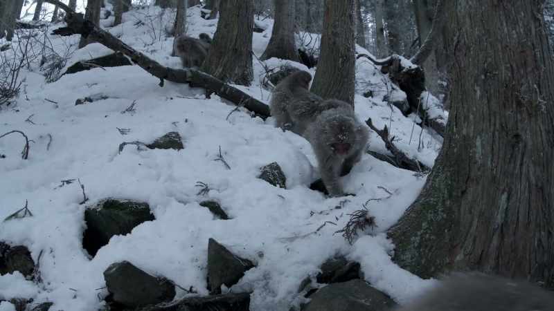 If they refused to shock another macaque, they starved