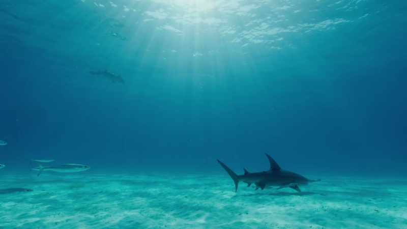 If you remove once species, the consequences ripple through entire ecosystems