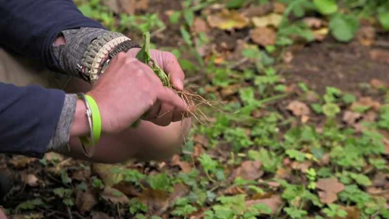 If you sort of rub the root, to break it a bit