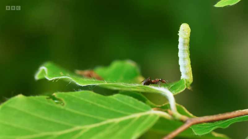 If they stay still, the ants might march on by