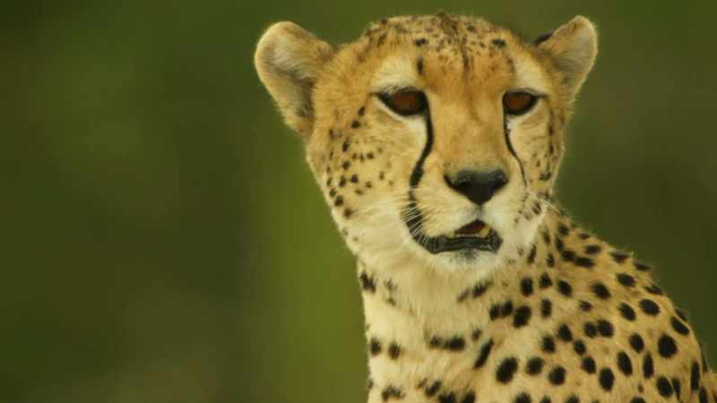If she takes smaller prey, she's less likely to be noticed