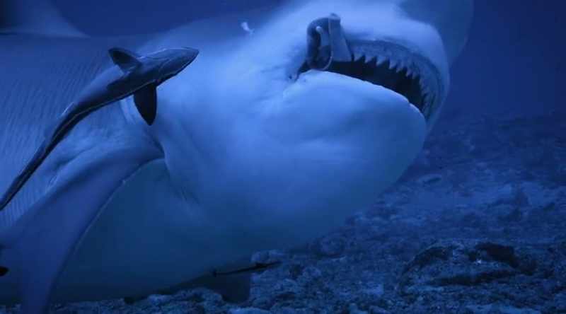 If the bull sharks' teeth resemble a buzz saw