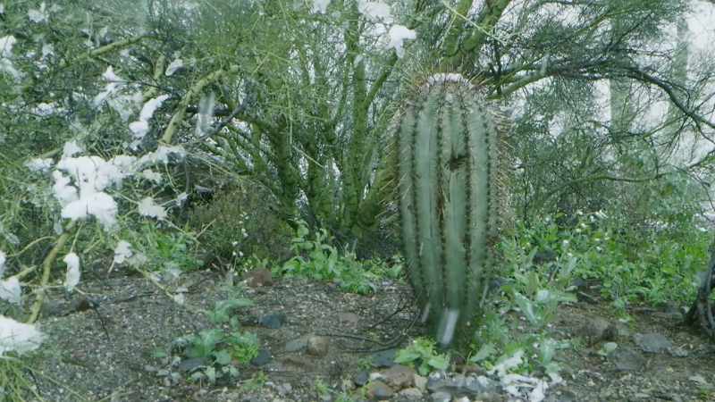 If the water stored inside a young cactus should freeze
