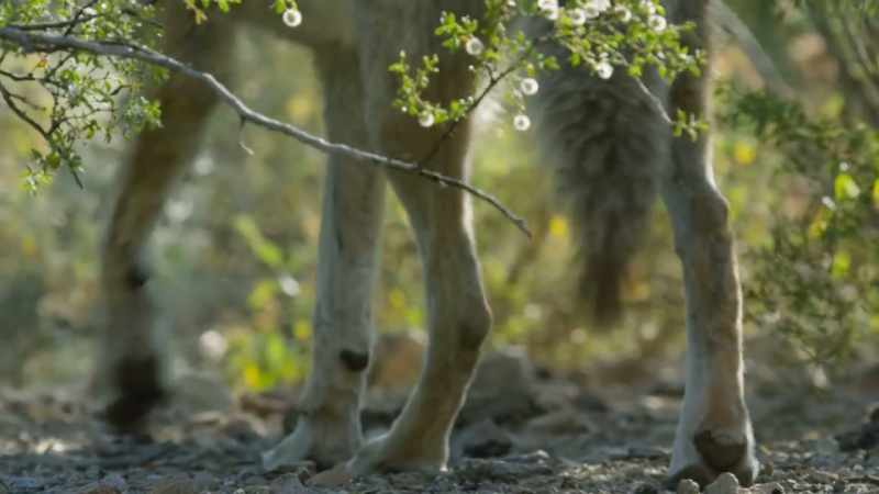If the young cholla put down roots here